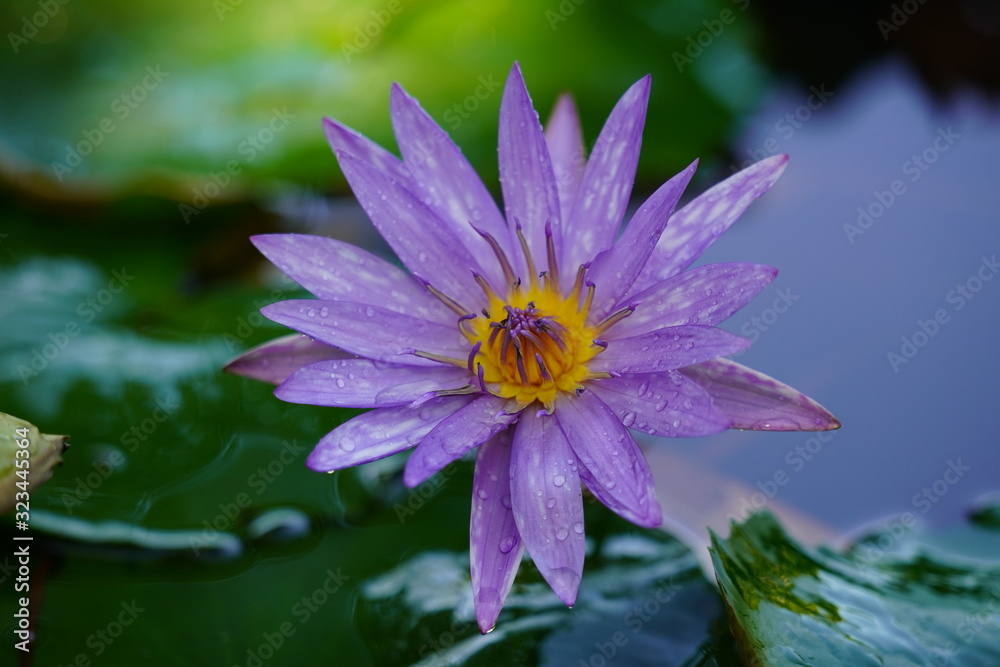 Obraz premium lotus in pond