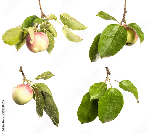 Apple tree branch with fruits and green foliage isolate.set. Apples on a branch on an isolated white background.