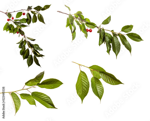 set Cherry tree branch with green leaves on a white isolated background. Isolate