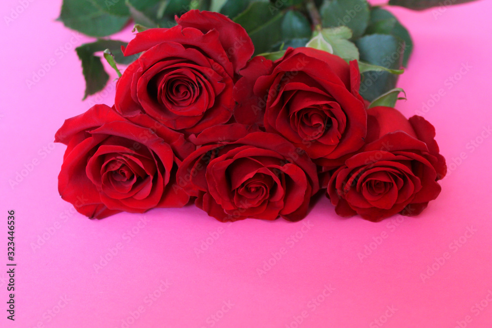 Obraz premium Five red roses on a pink background.