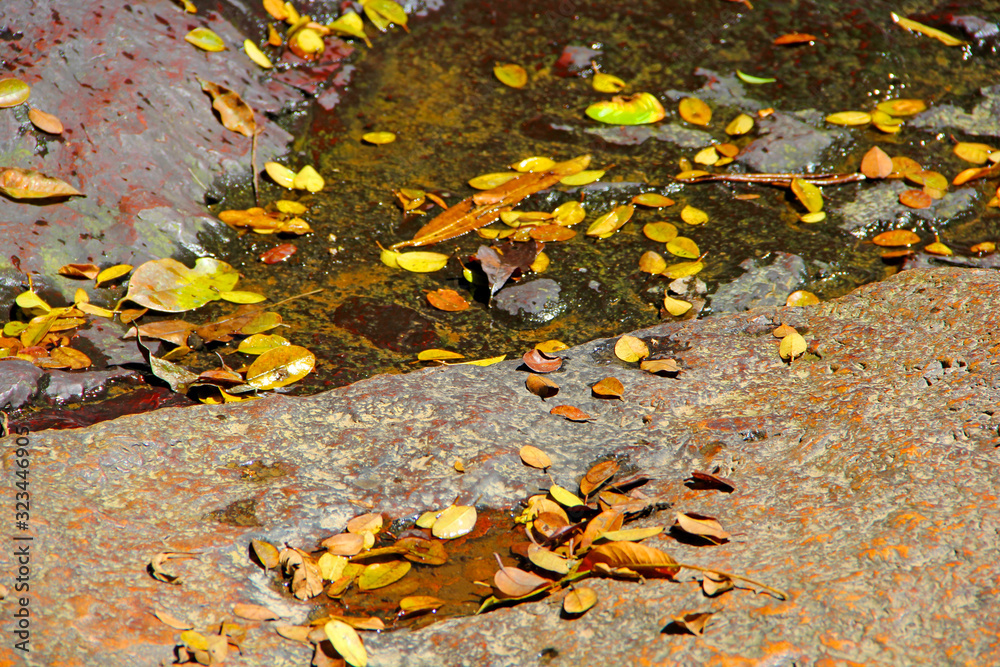 Leaf Leaf