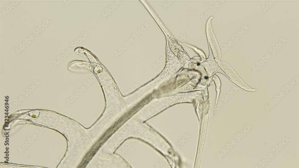 the worm Polychaeta, Genus Tomopteris under a microscope, Holoplankton ...