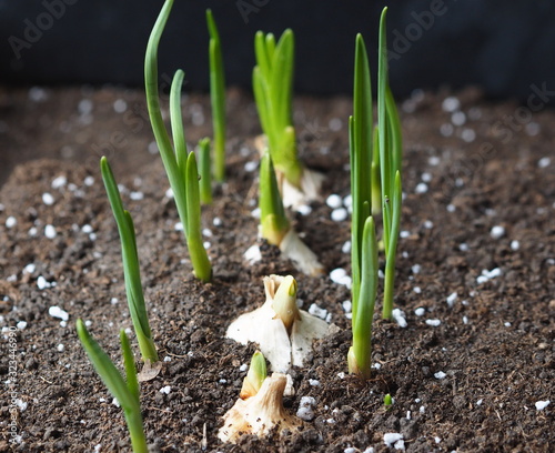 Green sprouts of garlic in the soil in the winter garden on the window. Seedlings of garlic.Vegetable garden on the window in winter
