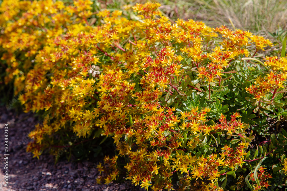 Sedum kamtschaticum, sort Weihenstephaner Gold, in garden. Sedum is a plant for the rock garden, the yellow flowers of Sedum. Sedum kamtschaticum, sort Weihenstephaner Gold, in garden. Sedum is a plant for the rock garden, the yellow flowers of Sedum.