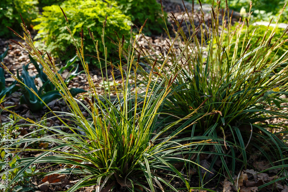 Carex morrowii in spring garden. Cereals and ornamental grasses in landscape design Carex morrowii in spring garden. Cereals and ornamental grasses in landscape design