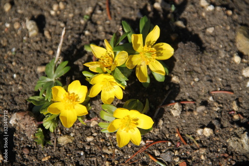 Eranthis hyemalis yellow flower plant