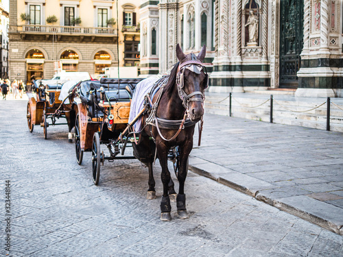 Horse in front of Santa Maria del Fiore Cathedral