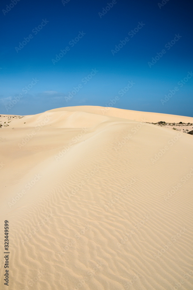 Landscape of curving sand dunes with ripple effect on sand. Perfect blue sky. Corralejo, Fuerteventura, Canary Islands, Spain.