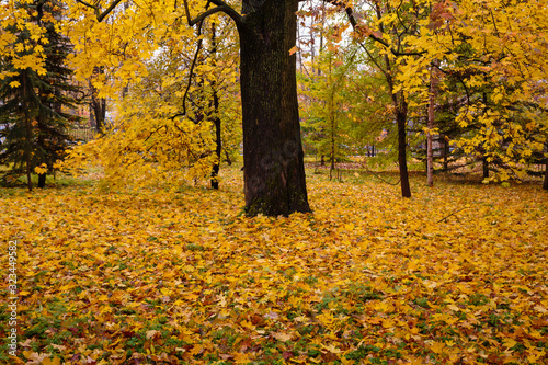 Colorful autumn trees in a park