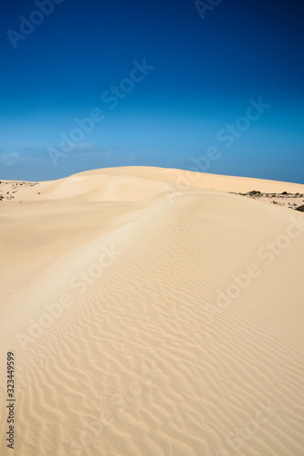 Landscape of curving sand dunes with ripple effect on sand. Perfect blue sky. Corralejo  Fuerteventura  Canary Islands  Spain.