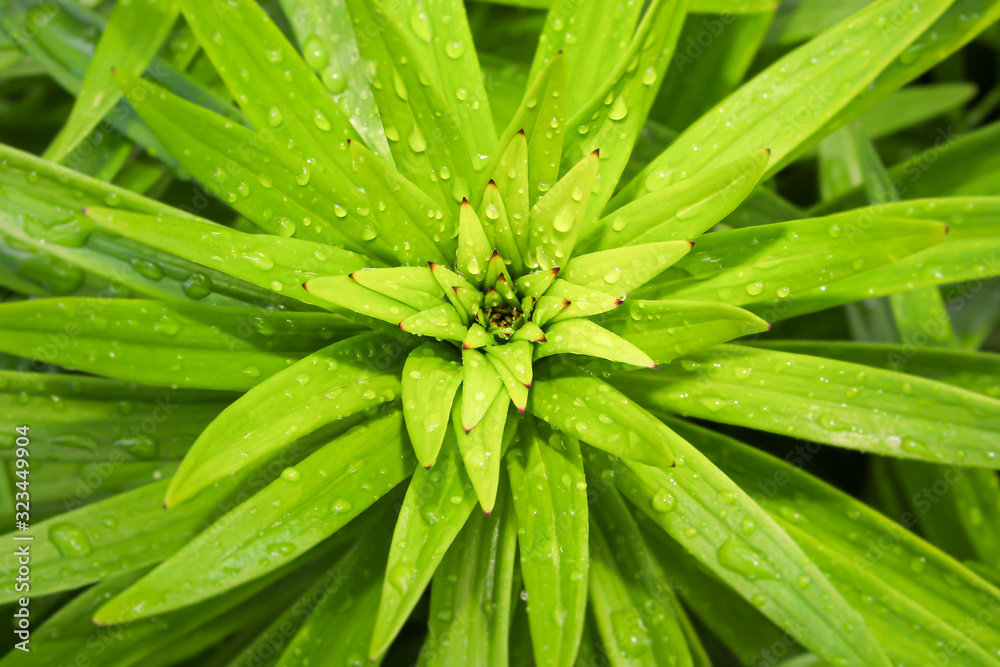 Fresh, green spring background image of a lily plant with spirals of pointy leaves tipped in red. Leaves are wet from a warm spring rain. Season wallpaper or texture. Fresh, green spring background image of a lily plant with spirals of pointy leaves tipped in red. Leaves are wet from a warm spring rain. Season wallpaper or texture.