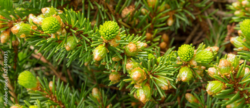 Beautiful bright spring green shoots and buds on a pine tree. Evergreen foliage background texture.