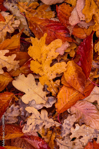 Autumn background with fallen leaves of yellow  red autumn leaves