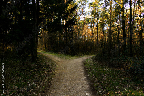 Wald  Wanderweg  Pfad