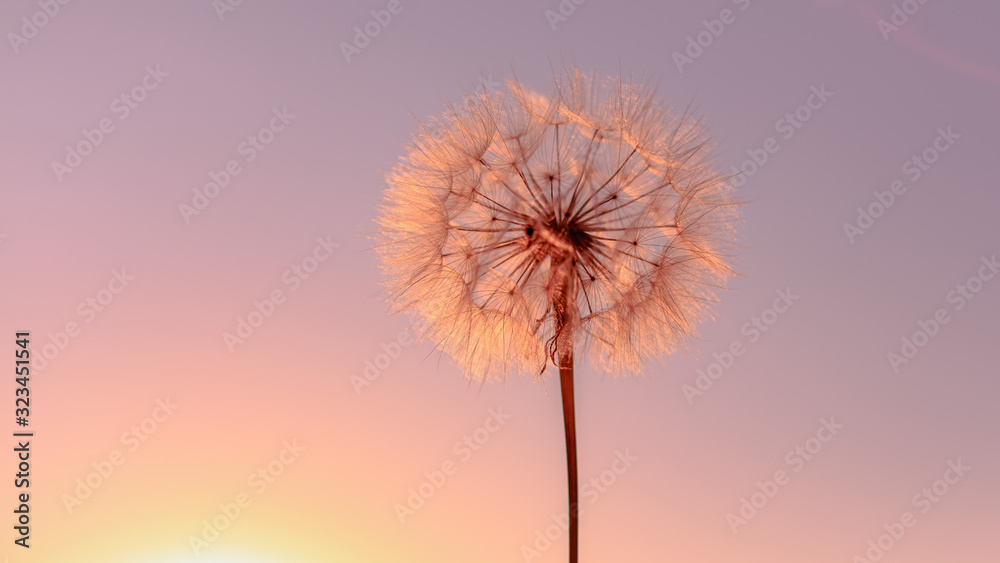 Beautiful dandelion on the meadow during sunset. Sun trap.
