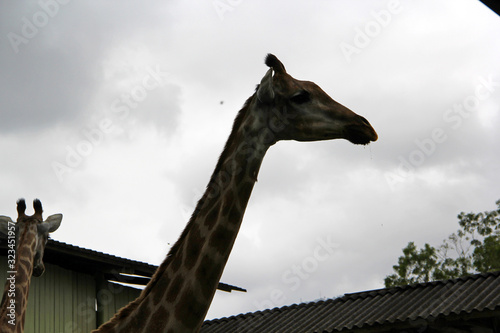 Sticker giraffe
