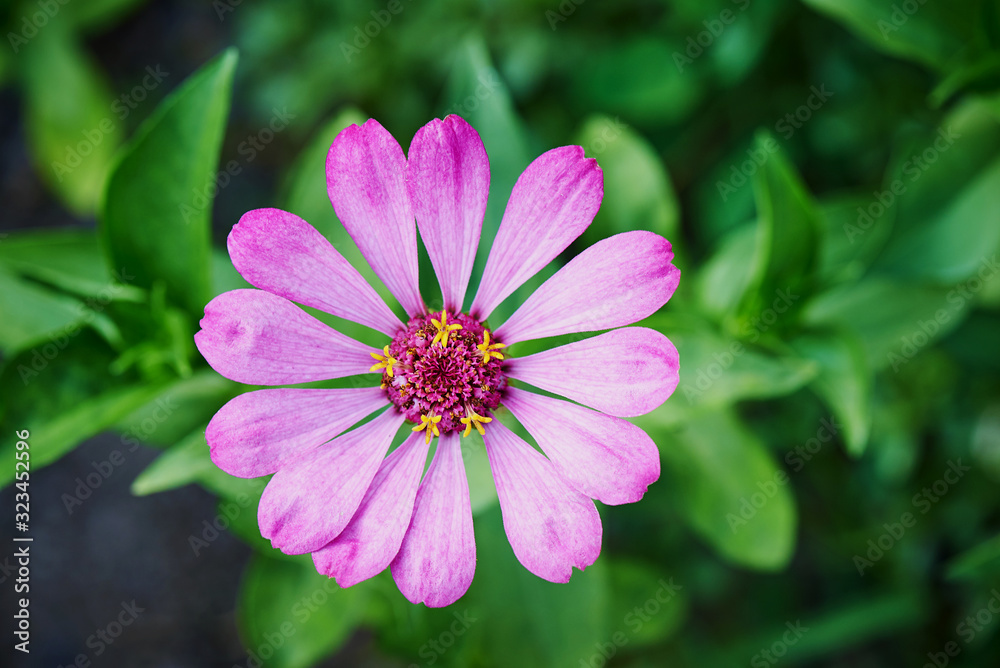Blooming flower close-up on a blurred background. Blooming flower close-up on a blurred background.