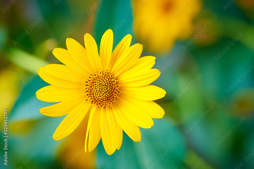 Blooming flower close-up on a blurred background. Blooming flower close-up on a blurred background.