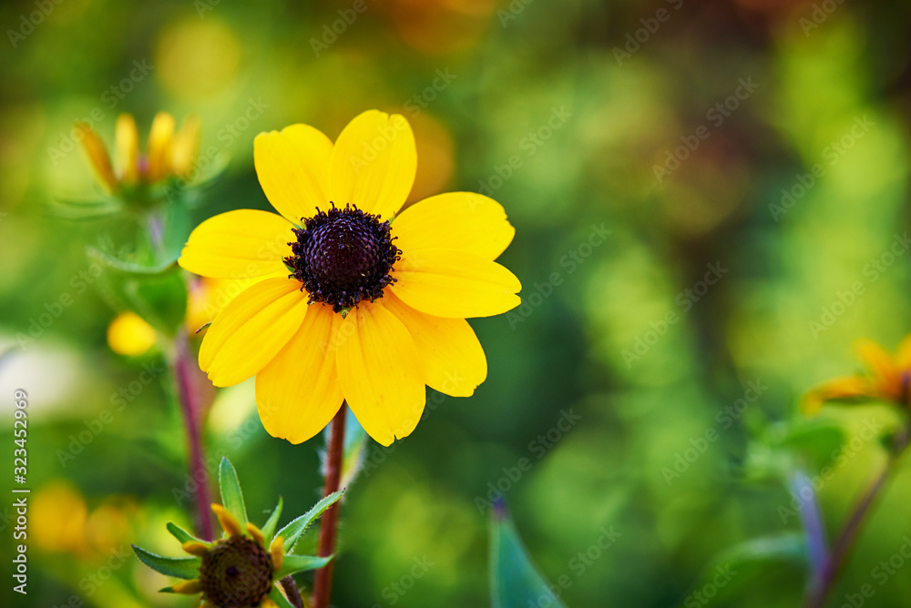 Blooming flower close-up on a blurred background. Blooming flower close-up on a blurred background.