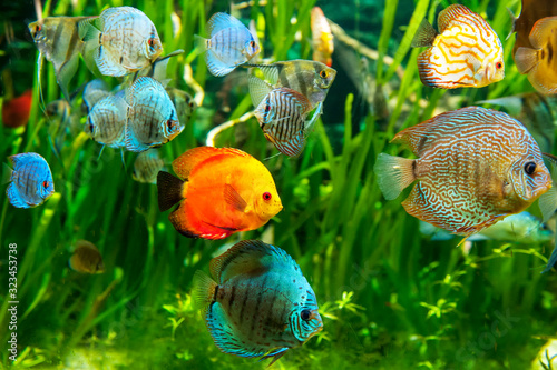 Fresh water aquarium with colorful fishes .