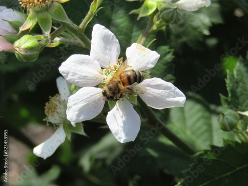 A bee collects nectar on a BlackBerry flower.