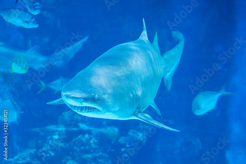 Big shark in deep blue water.