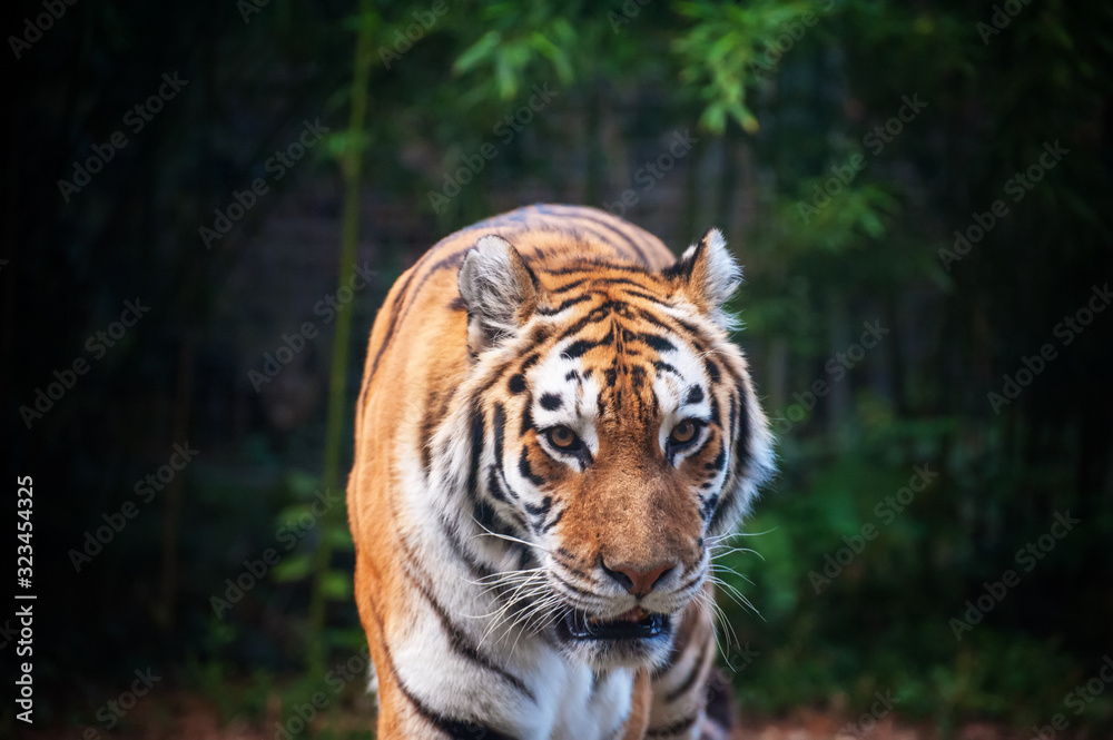 Fototapeta premium Tiger - Panthera tigris - close up portrait.