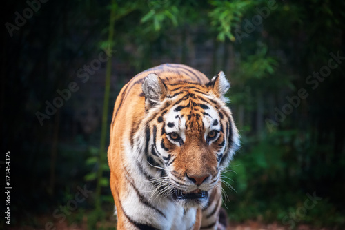 Tiger - Panthera tigris - close up portrait.