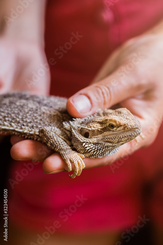 Eastern bearded dragon pet lizard in female hands