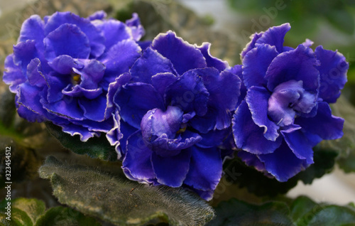 Close-up of blue violets blossom