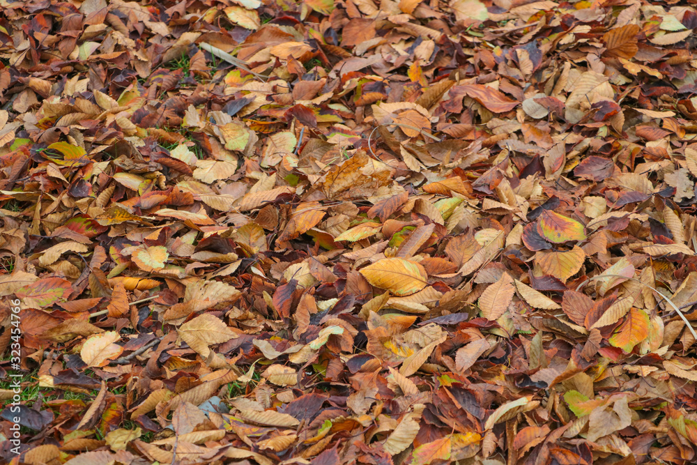 Autumn lost leaves