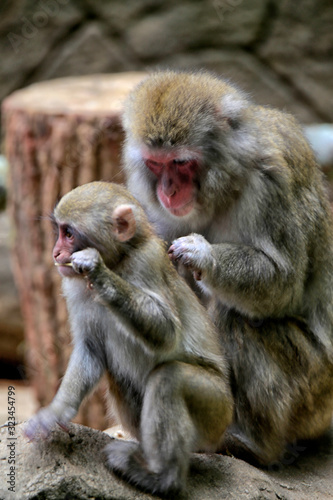 The Japanese macaque (Macaca fuscata), also known as the snow monkey, is a terrestrial Old World monkey species that is native to Japan