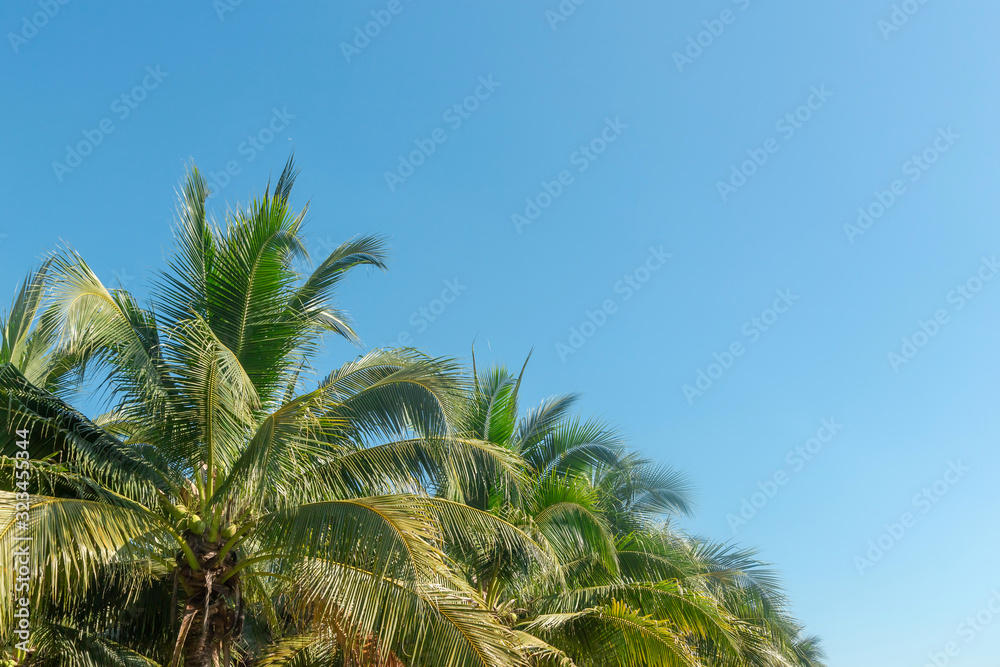 coconut palm tree in blue sky