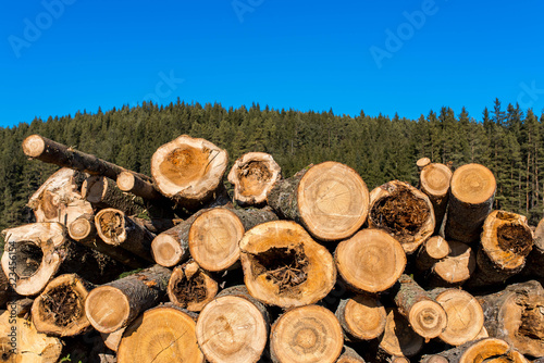 Illegal cutted huge pine wood logs near roadside close up shot in Romania.