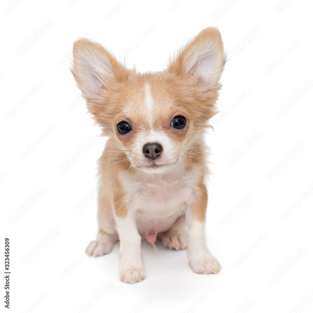 Small, beige color Chihuahua puppy