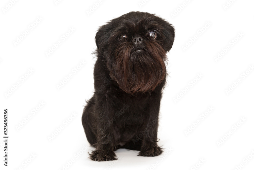 Dog of the Belgian Griffon breed Dog of the Belgian Griffon breed