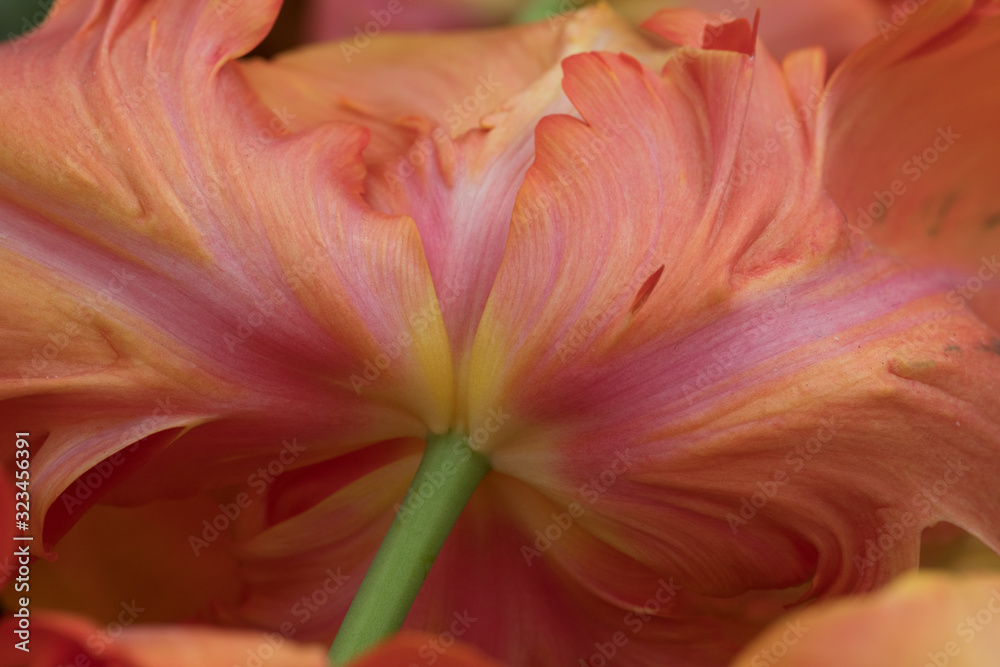tulips Keukenhof tulips Keukenhof