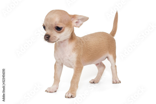 Small  beige color Chihuahua puppy