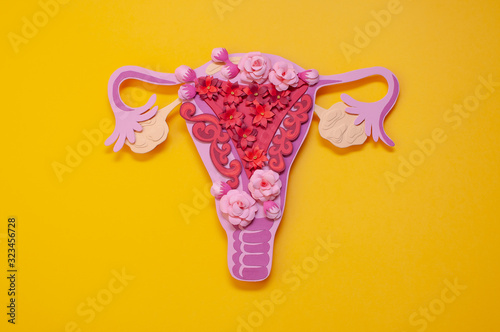Fényképezés The women's reproductive system
