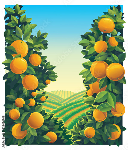 Rural landscape with orchard with oranges branches in the foreground.