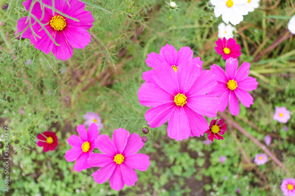 Cosmos flowers コスモスの丘 @ひたち海浜公園 Cosmos flowers コスモスの丘 @ひたち海浜公園
