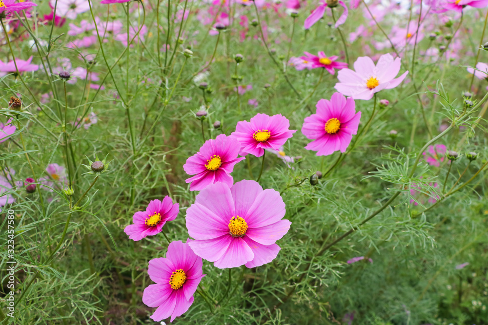 Cosmos flowers コスモスの丘　＠ひたち海浜公園