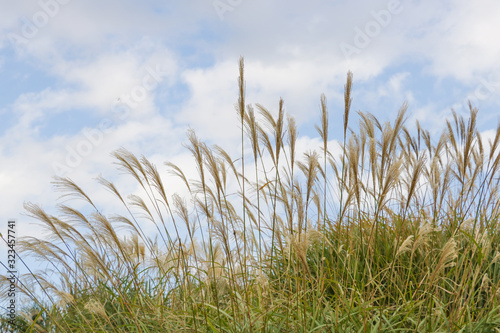 Pampass grass hill                                  