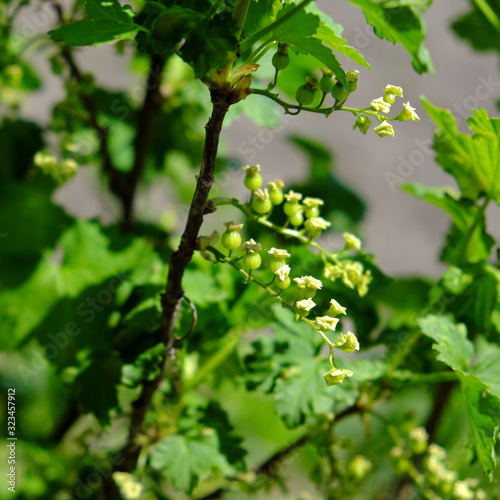 Flowers and berries of red currant on a branch of a bush.