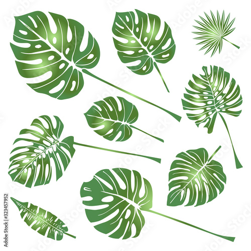 Set of Tropical Leaves Icons isolated on White