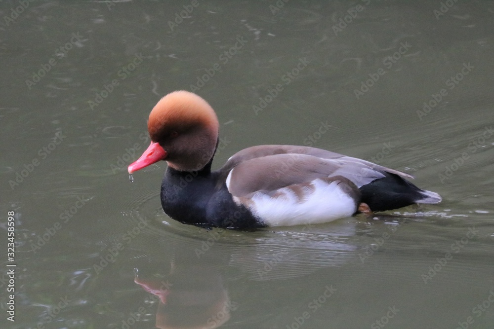 Obraz premium Canard mandarin