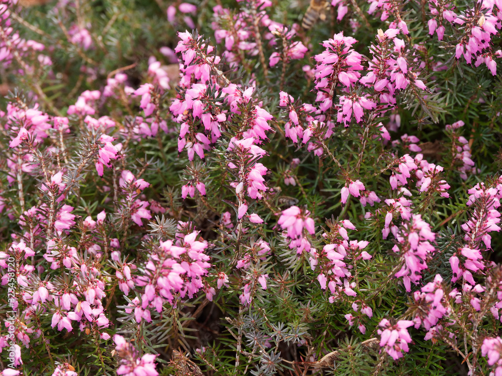 Erica darleyensis - Bruyère rose ou bruyère d'hiver Erica darleyensis - Bruyère rose ou bruyère d'hiver