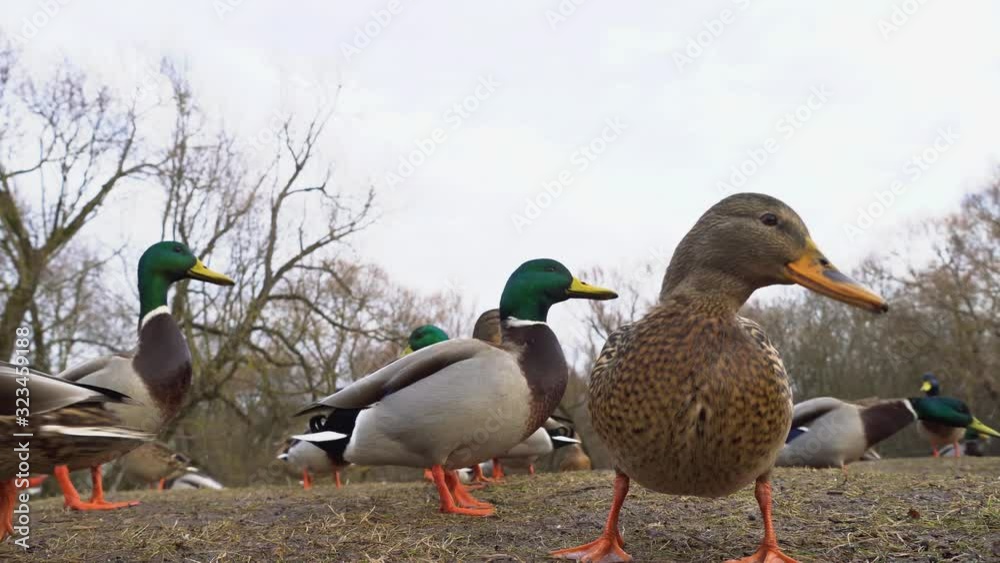 Beautiful flock of ducks and drakes in the Park. Ducks eat bread that people throw to them. Beautiful flock of ducks and drakes in the Park. Ducks eat bread that people throw to them.