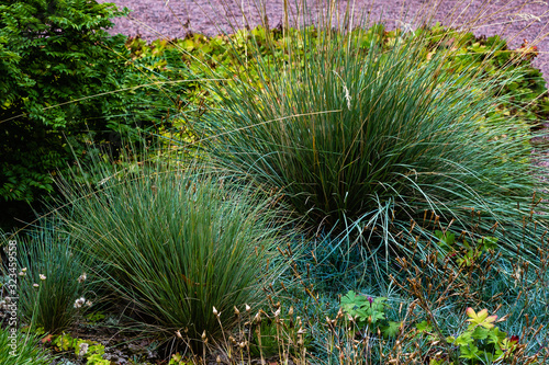 Festuca glauca in garden. Ornamental grasses and herbs in the garden