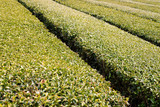 The green tea farm
